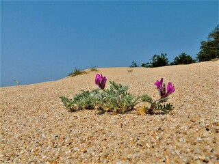 Fototapeta na wymiar Sand blue sky lilac flower