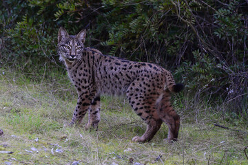 Iberian Lynx (Lynx pardinus) in Sierra Morena, Spain