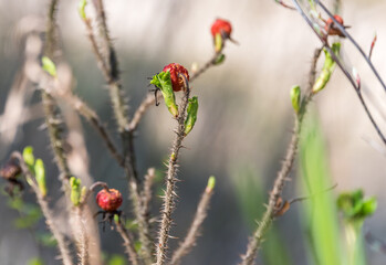 Dried Rose Hips on Bush