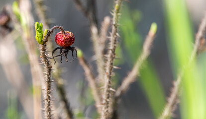 Dried Rose Hips on Bush