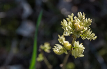 New Buds and Leaves Growing in Spring