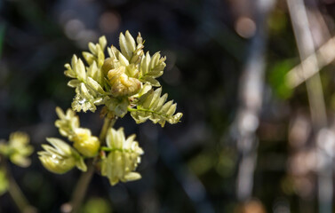 New Buds and Leaves Growing in Spring
