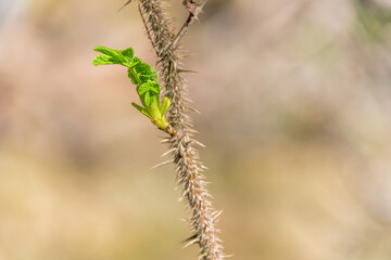 New Buds and Leaves Growing in Spring