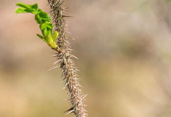 New Buds and Leaves Growing in Spring