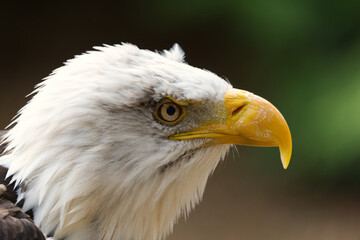 Bald Eagle close up of face side on