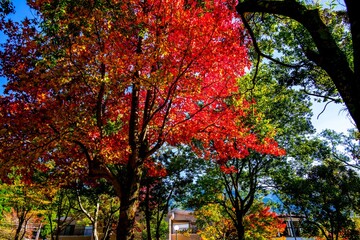 Naklejka premium 由布院の紅葉