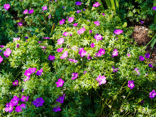 Fototapeta premium Couvre-sol de fleurs de géranium sanguins (Geranium sanguineum) à pétales ondulés de couleur rose fuchsia dans un feuillage vert foncé