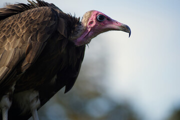 Hooded vulture close up perched