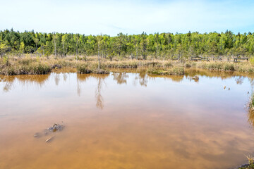 Sulphur Water Swamp in Latvia