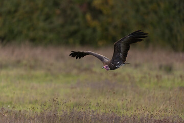 Hooded vulture in flight close up