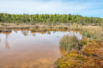 Sulphur Water Swamp in Latvia