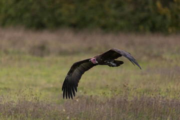 Hooded vulture in flight close up