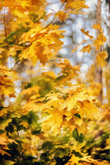 Orange and yellow maple leaves on the tree in autumn