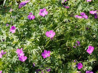 Fototapeta premium (Geranium sanguineum) Géranium sanguin ou bec de grue à fleurs lumineuses rose carmin veinées de rouge, coeur blanc, anthère mauves dans un feuillage palmé vert foncé