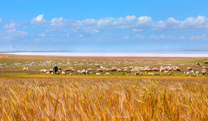 Herd of sheep grazing on the pasture with Pink salt lake, golden wheat field in the foreground 