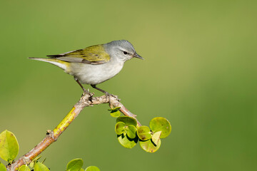 Tennessee Warbler, Leiothlypis peregrina
