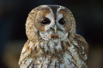 Tawny owl close up of face