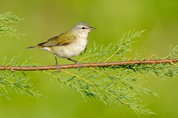 Tennessee Warbler, Leiothlypis peregrina