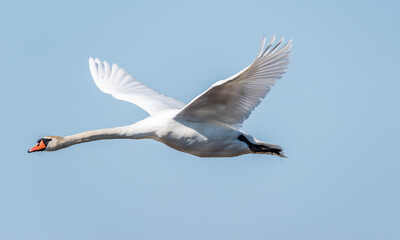 Swan Flying in a Blue Sky