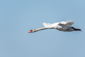 Swan Flying in a Blue Sky