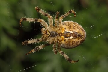 orb-weaver Araneus diadematus underneath in a spider web