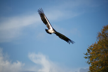 Fototapeta na wymiar white backed vulture in flight