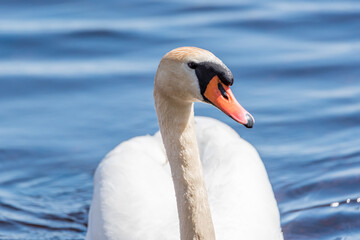 Fototapeta premium Swan Swimming in a River in Latvia