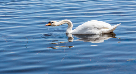 Swan Swimming in a River in Latvia