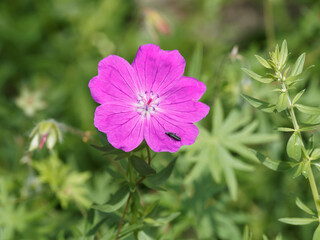 (Geranium sanguineum) Gros plan sur une fleur de géranium sanguin ou pourpré 