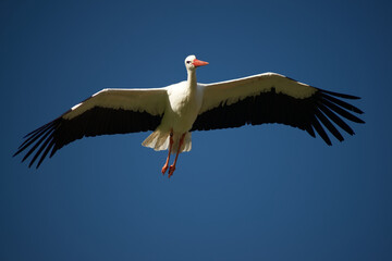 white stork in flight close up