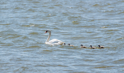 Swans Swimming in a River in Latvia