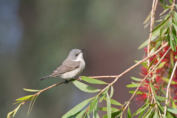 Fototapeta premium Braamsluiper, Lesser Whitethroat, Sylvia curruca