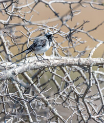 Wagtail on a Branch