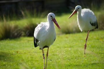 pair of white storks walking on ground