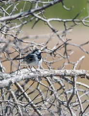 Wagtail on a Branch