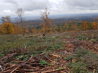 Fototapeta premium Der Wald stirbt! Gigantische Flächen von Waldsterben im Taunus durch den Klimawandel aufgrund von Hitze, Dürren und Borkenkäfer