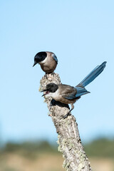 Blauwe Ekster, Iberian Magpie, Cyanopica cooki