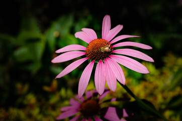 Fototapeta premium Le jardin des Martels