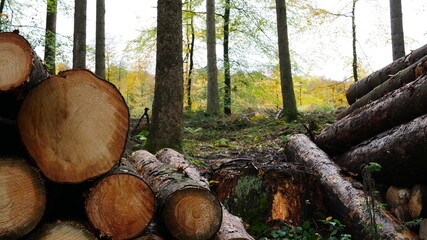 Blick über Baumstamm Leichen in die Ferne und die bange Frage im Waldsterben unserer Zeit: Wie viel Wald wird die nächsten Jahre noch überleben?
