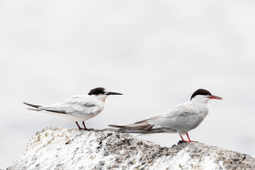 Roseate Tern, Sterna dougallii