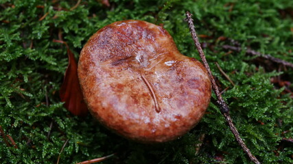 Pilz im Wald in Makro Aufnahme