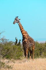 giraffe in the savannah