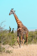 giraffe in the savannah