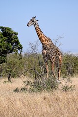 giraffe in the savannah