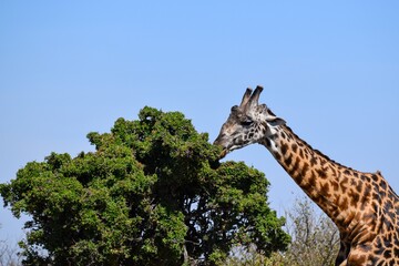 giraffe in the savannah