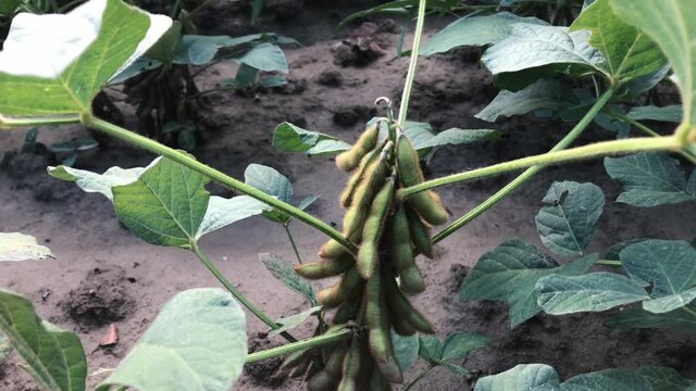 Pan up, close up on a soy plant with many green soybean