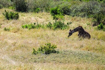 giraffe in the savannah