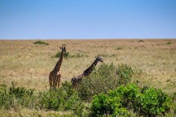 giraffe in the savannah