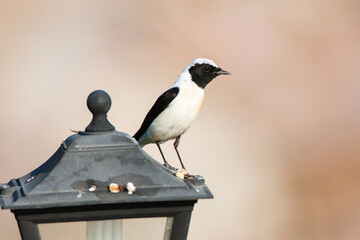 Eastern Black-eared Wheatear, Oenanthe melanoleuca