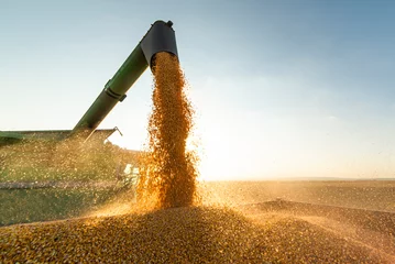 Poster Combine transferring soybeans after harvest © Dusan Kostic